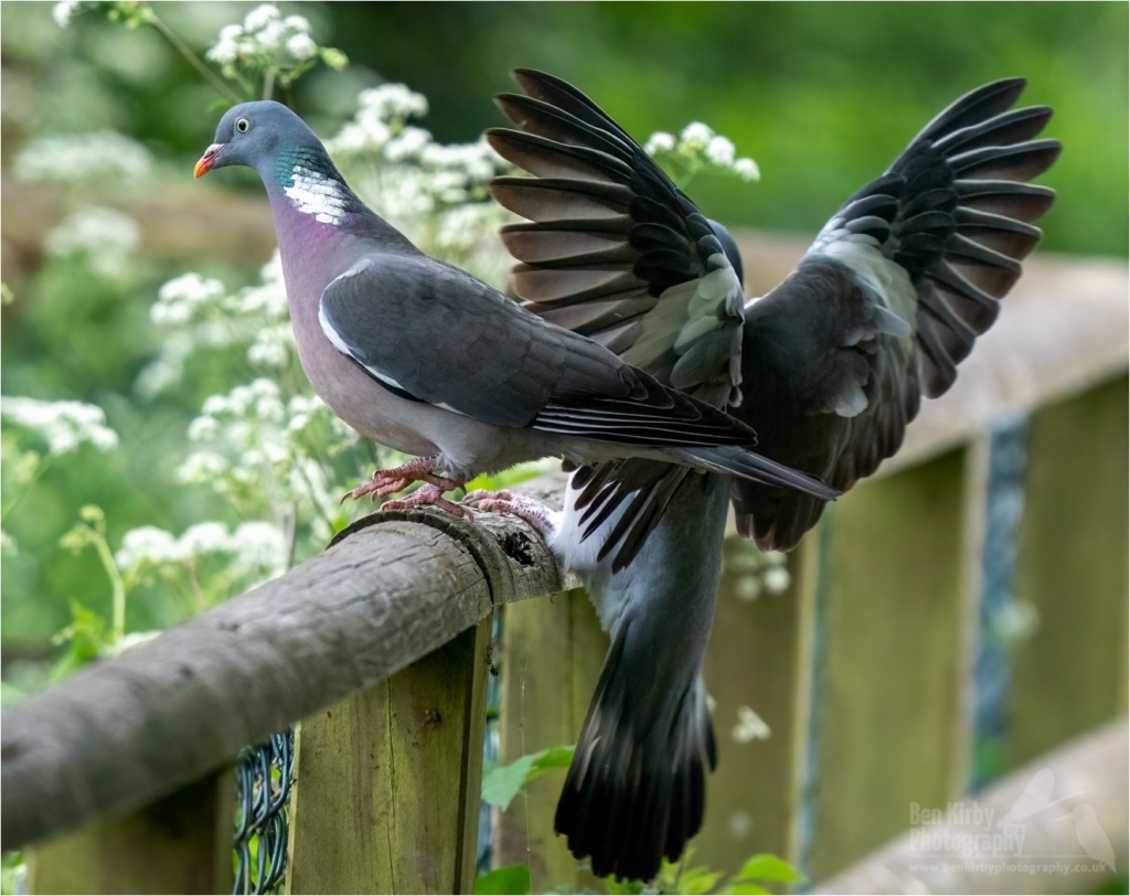 Wood Pigeon