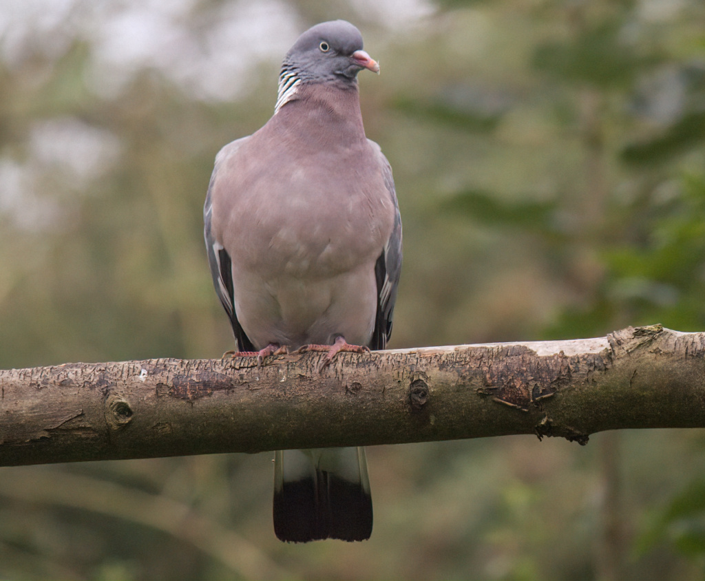 Wood Pigeon