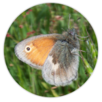 Small Heath