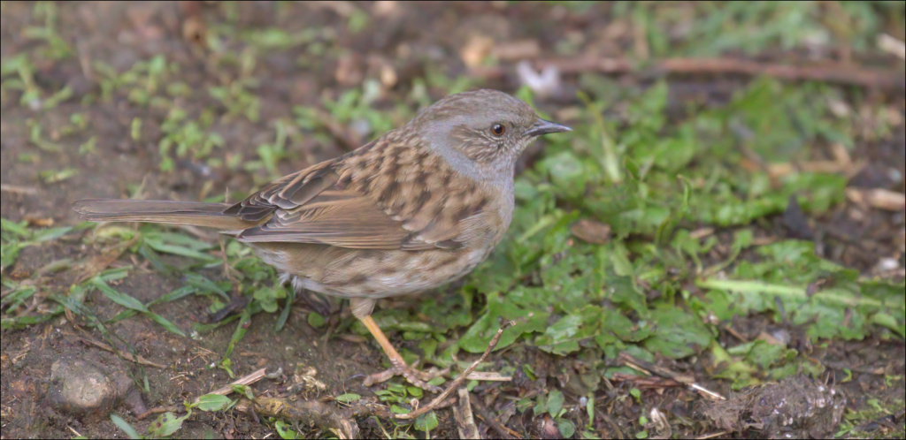 Dunnock