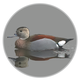 Ringed Teal