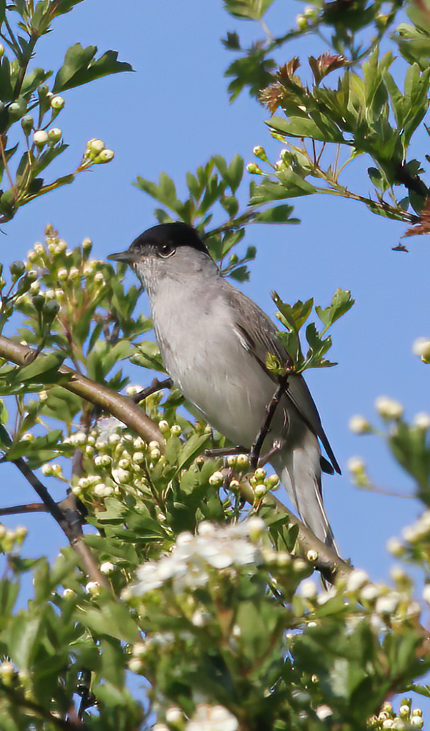 Blackcap - Male