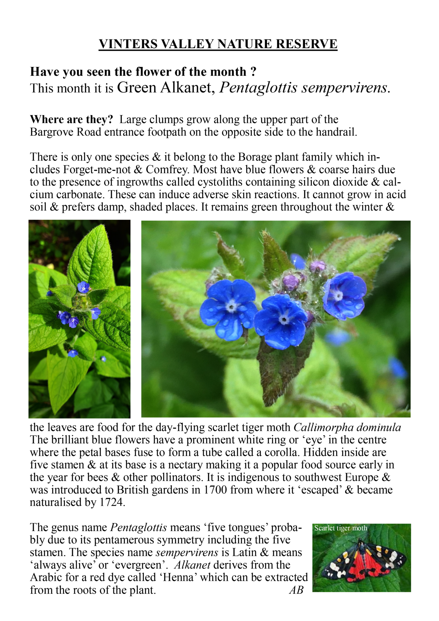 Flower of the month May Green Vinters Valley Nature Reserve
