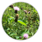 Creeping Thistle
