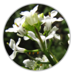 Garlic Mustard