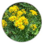 Ragwort