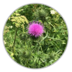 Spear Thistle