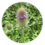 Teasle