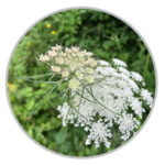 Wild Carrot