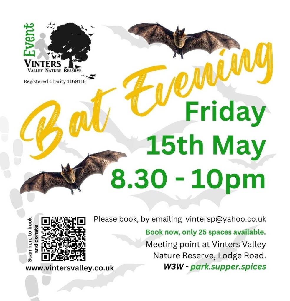 Bat Evening